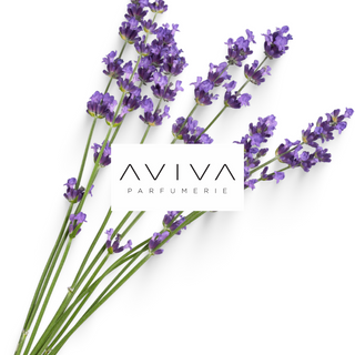 Discover Your Signature Scent: A Tasmanian Adventure in Niche Perfumes at Aviva Parfumerie